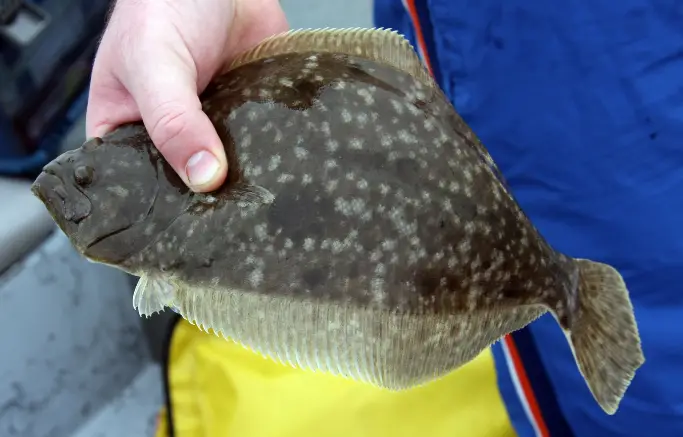 Flounder Limits By State