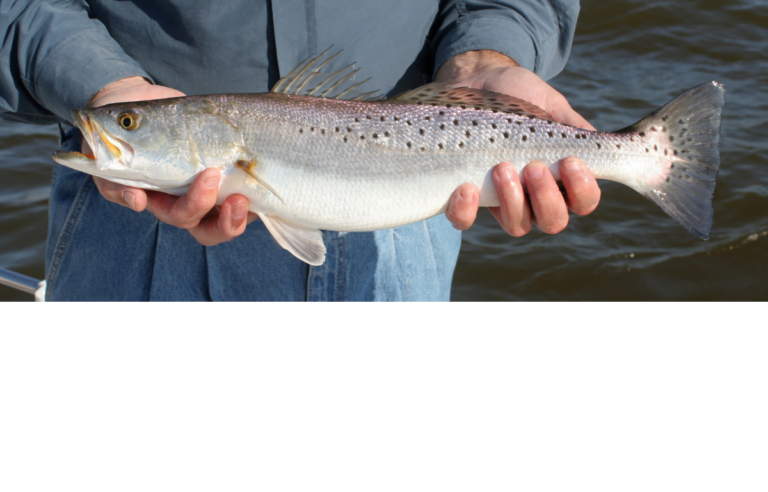 Speckled Trout Size Limits By State