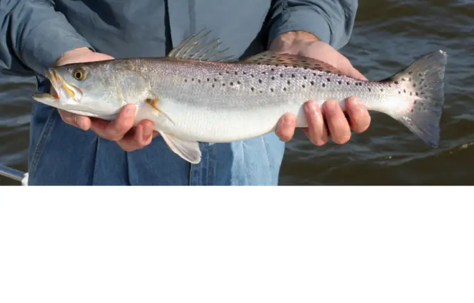 Speckled Trout Limits By State