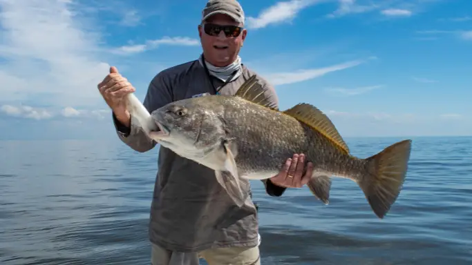 Black Drum Limits By State